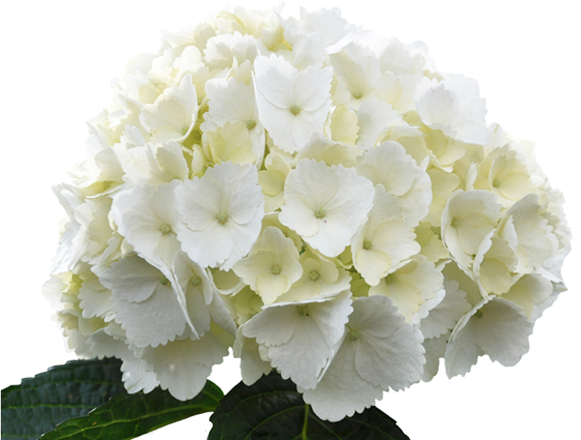 White Hydrangea Bloom PNG