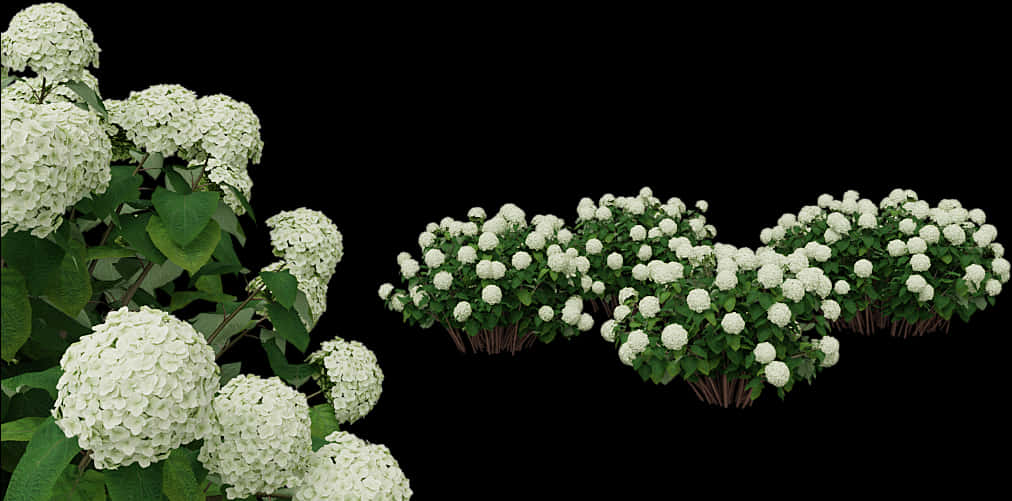 White Hydrangea Bushes PNG