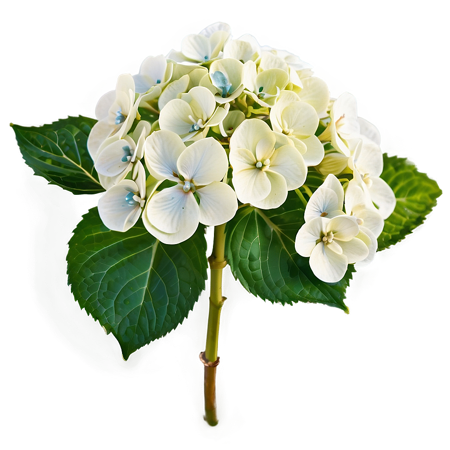 White Hydrangea Flower Png 80 PNG