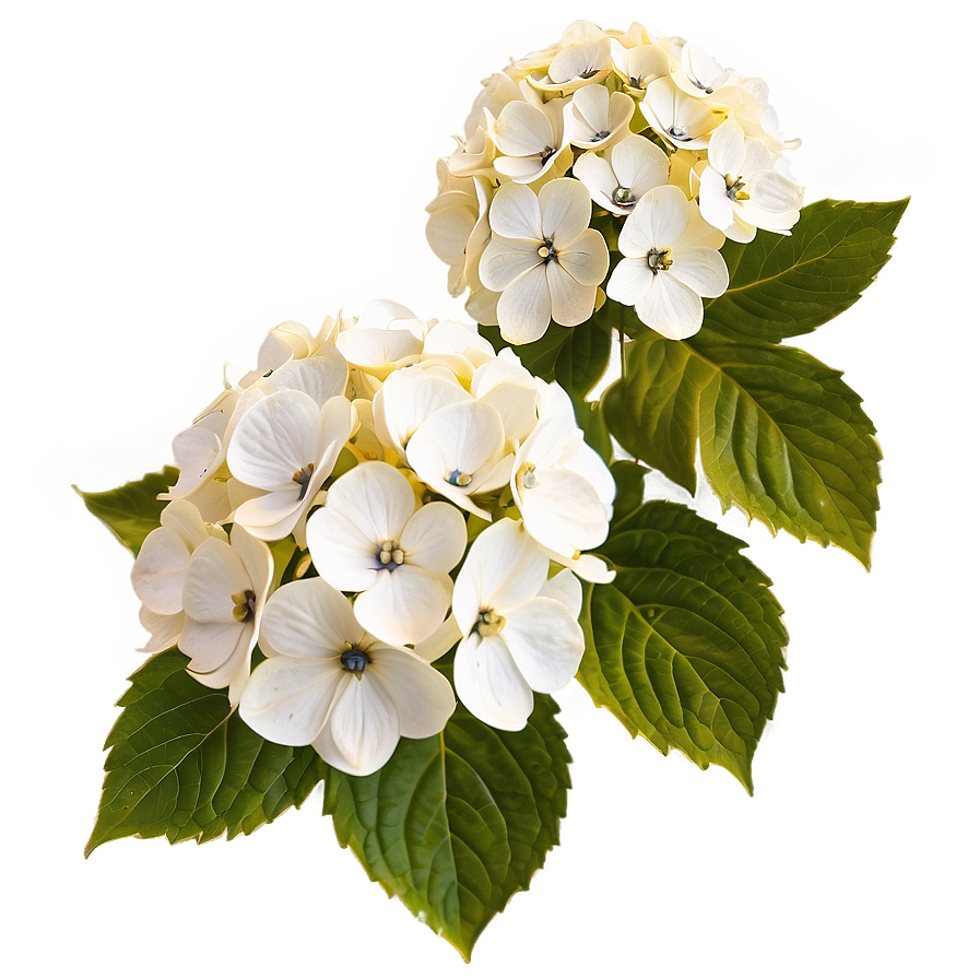 White Hydrangea Flower Png Niv92 PNG