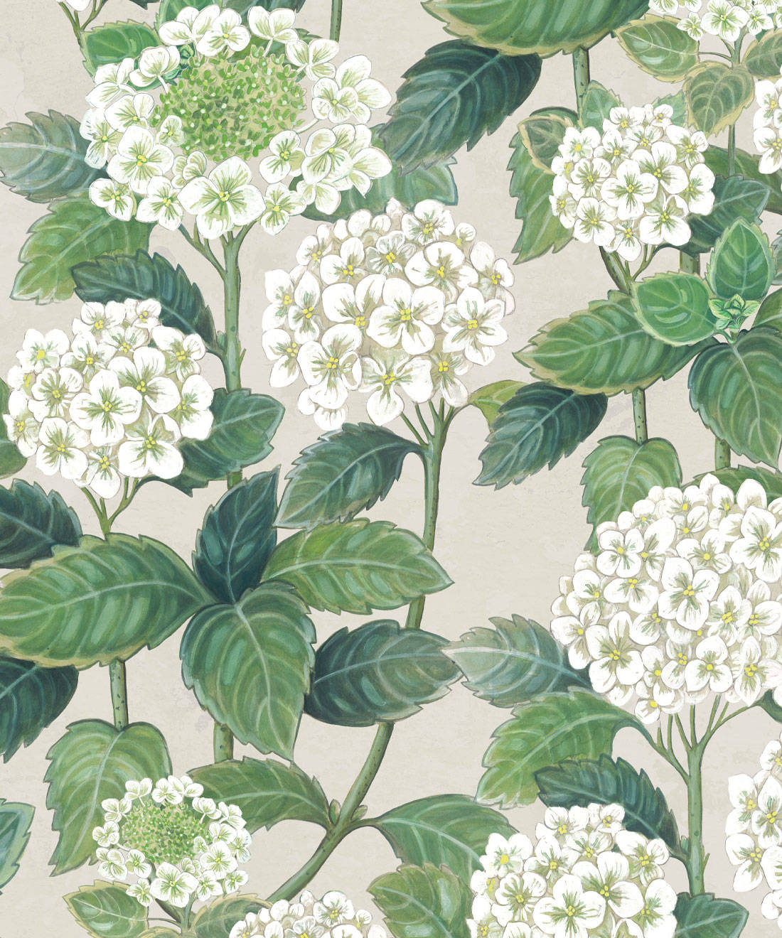 White Hydrangea Flowers Illustration Wallpaper