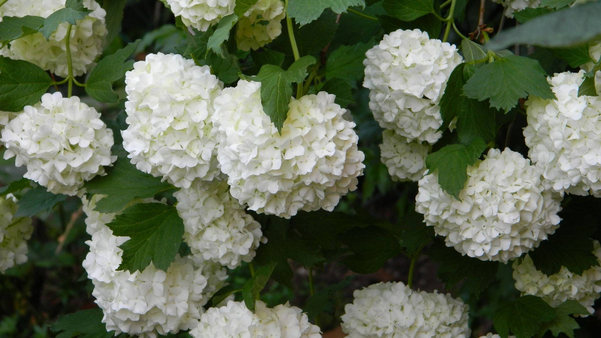 White Hydrangea Flowers Wallpaper