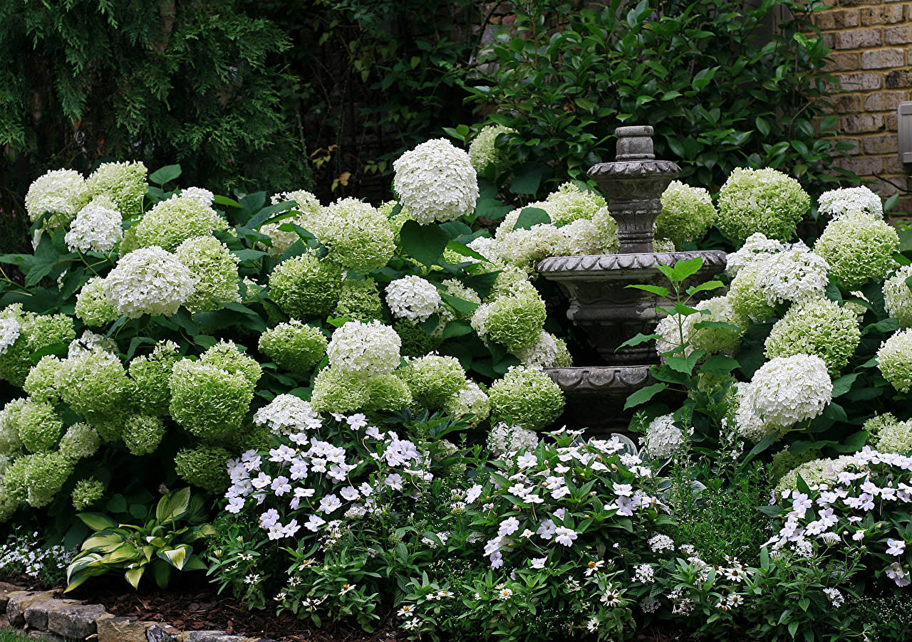 White Hydrangea Flowers With Fountain Wallpaper