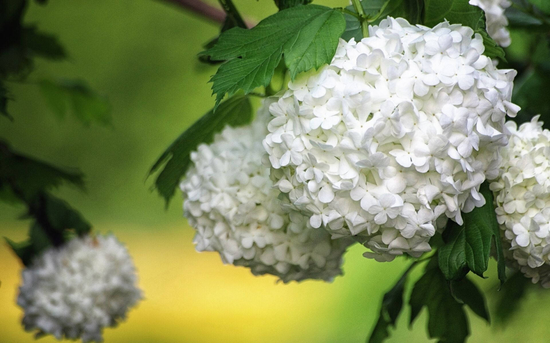 White Hydrangea Flowers With Leaves Wallpaper