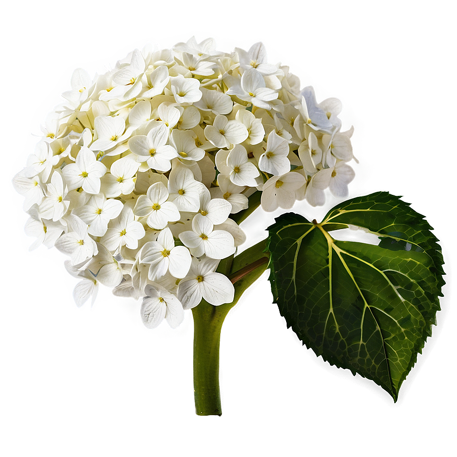 White Hydrangea Png 05242024 PNG