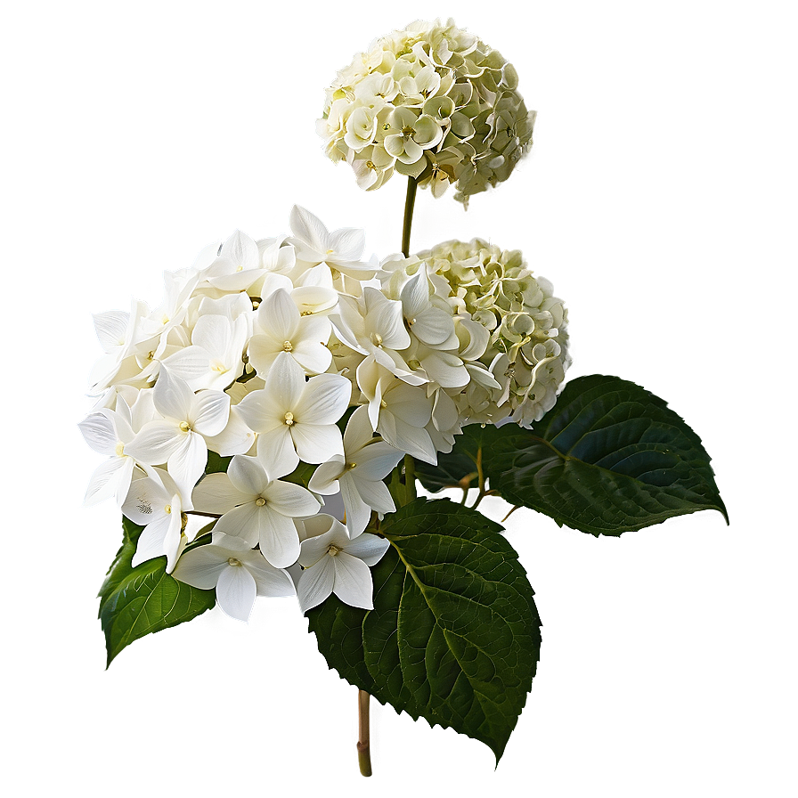 White Hydrangeas Flowers Png 5 PNG