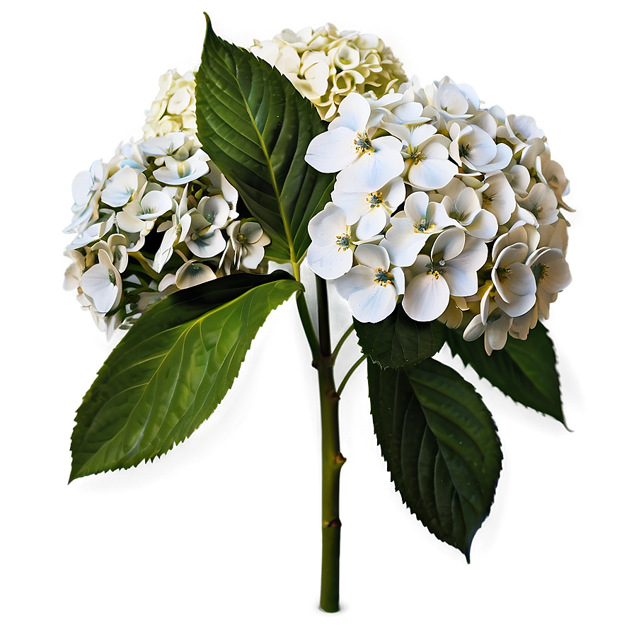 White Hydrangeas Flowers Png 97 PNG