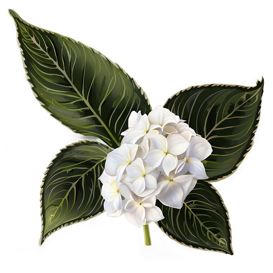 White Hydrangeas Flowers Png Sei75 PNG