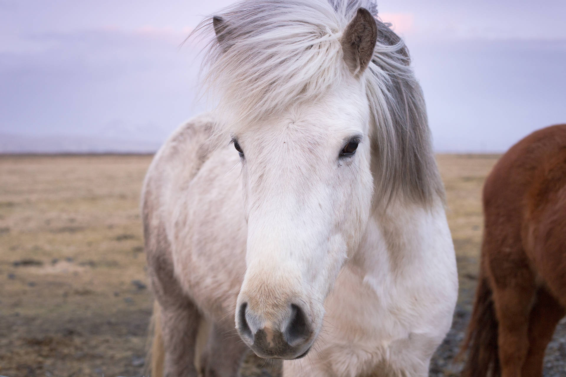 White Icelandic Horse Face