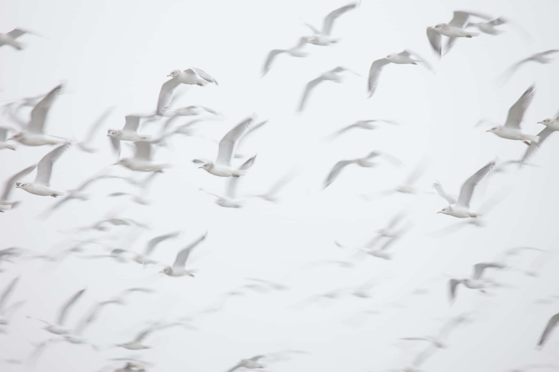 Hvid billede baggrund fugle gruppe