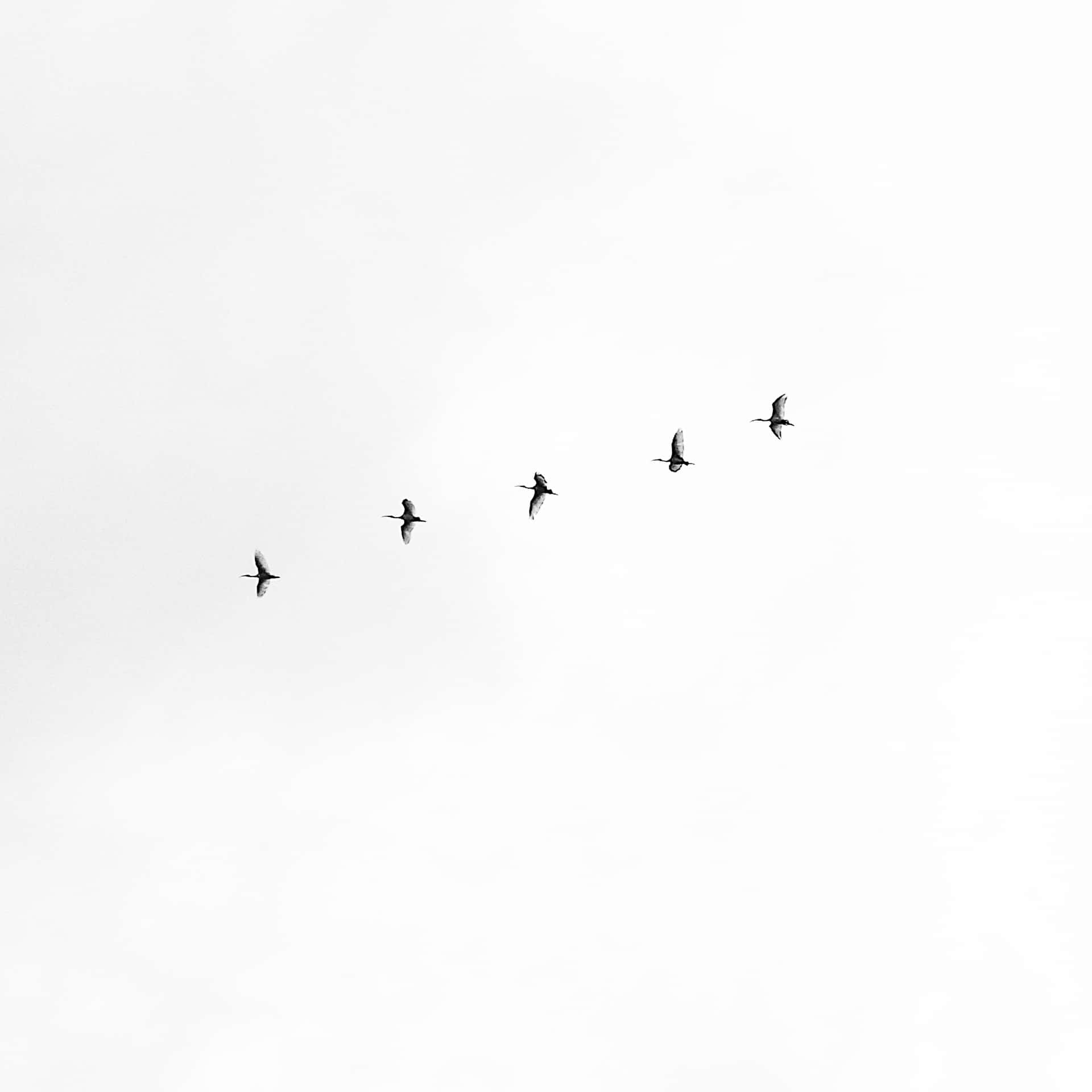 White Image Background Birds Flying