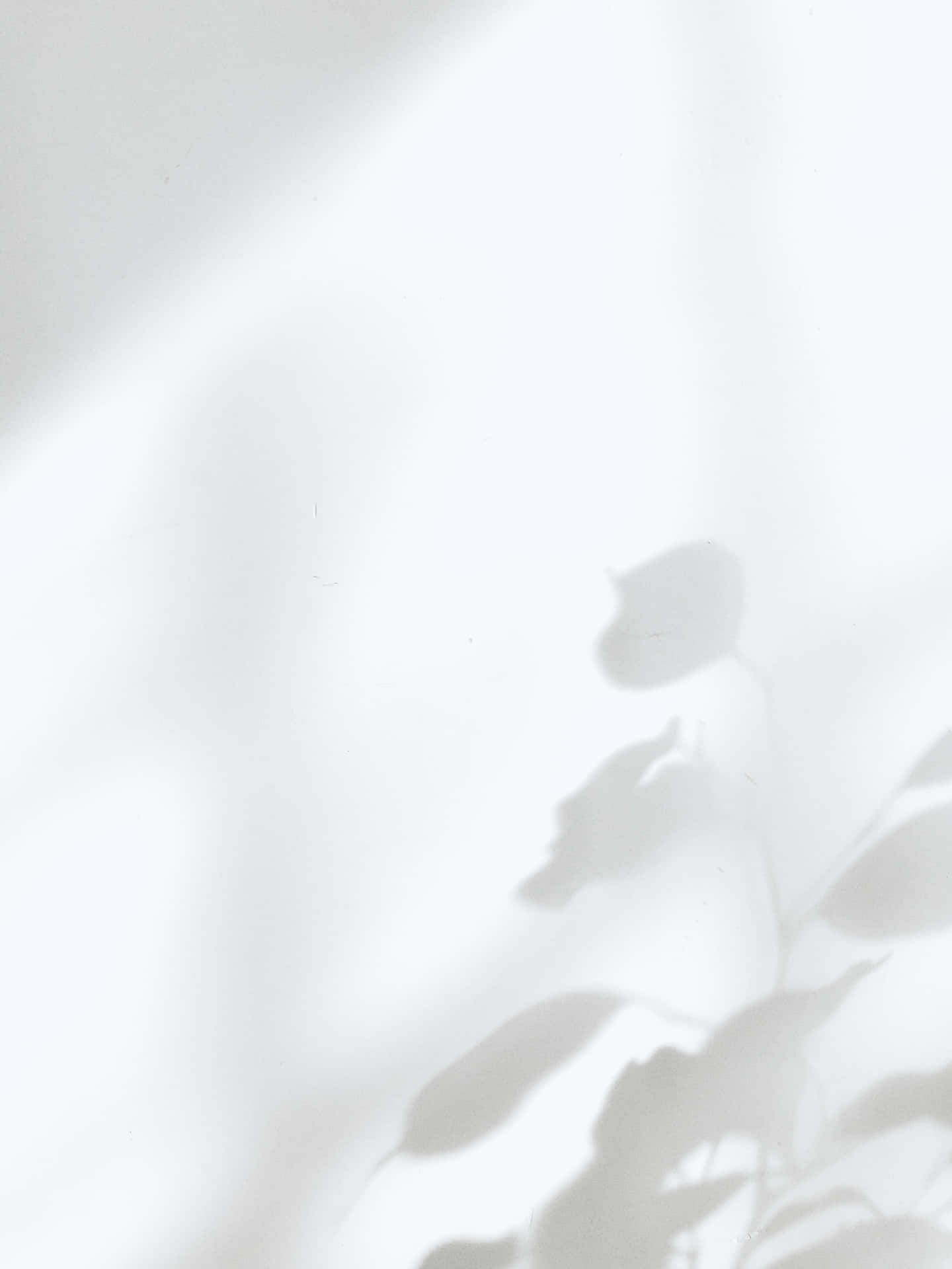 White Image Background Leaves Shadow