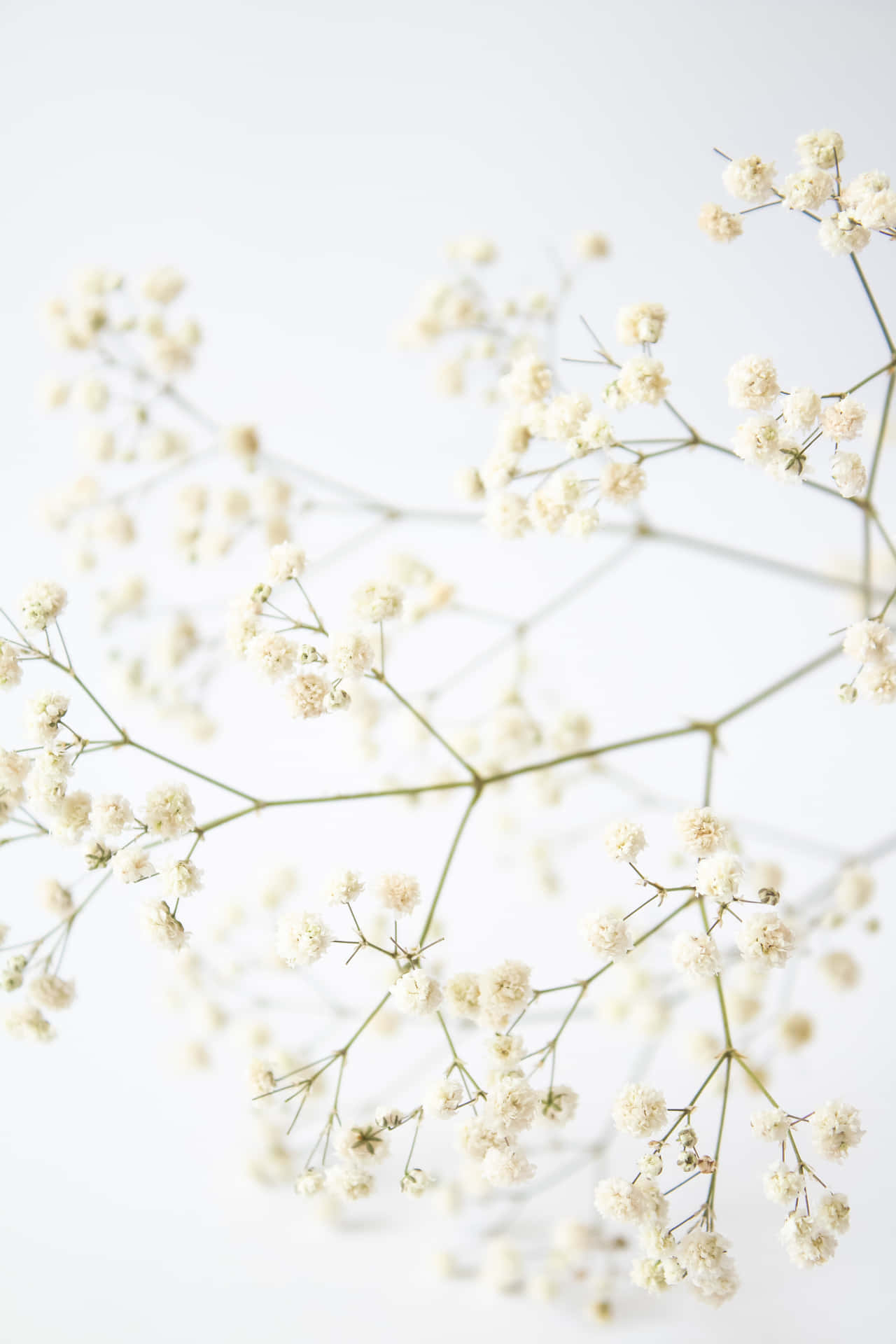 Hvid billedbaggrund blomster voksende alle omkring