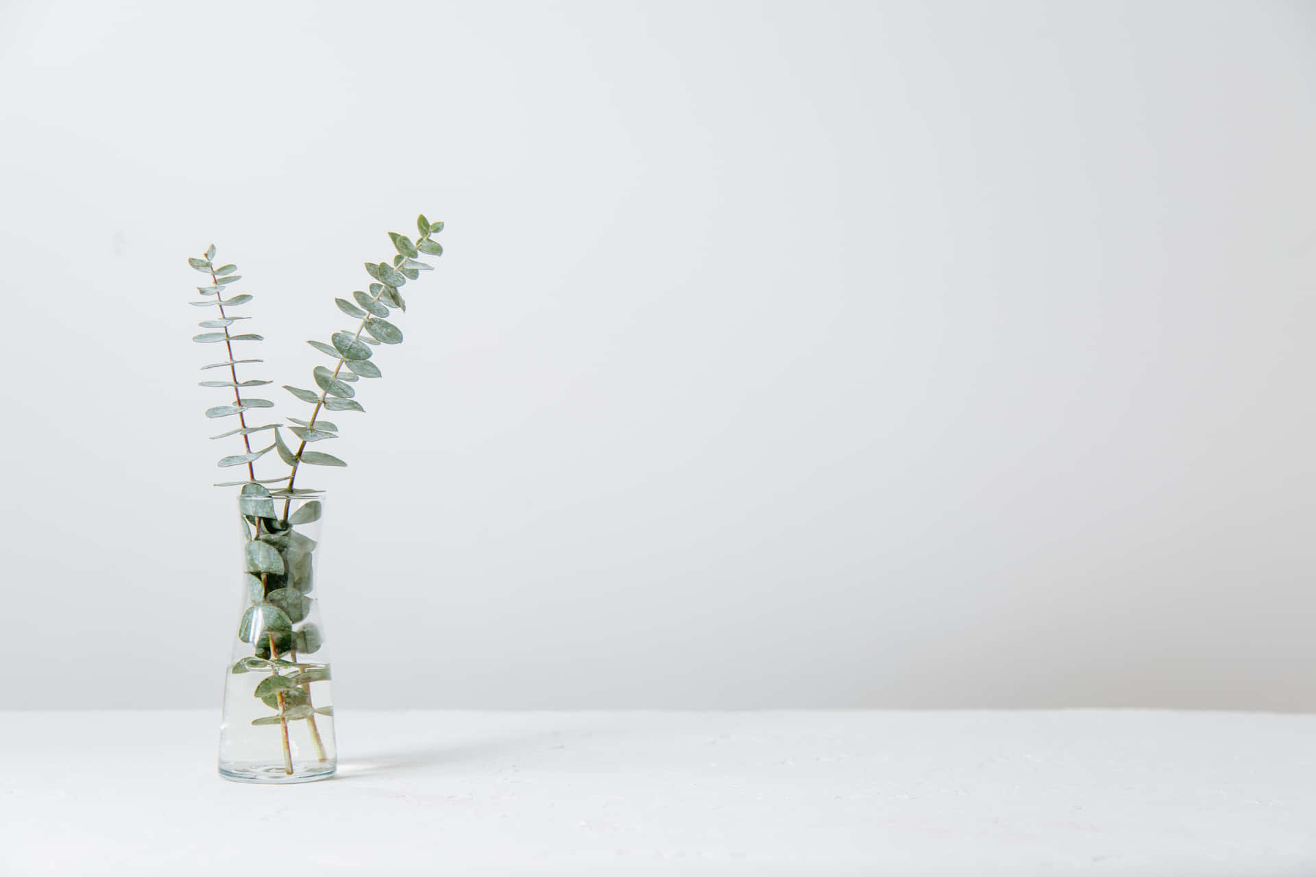 White Image Background Vase Plants