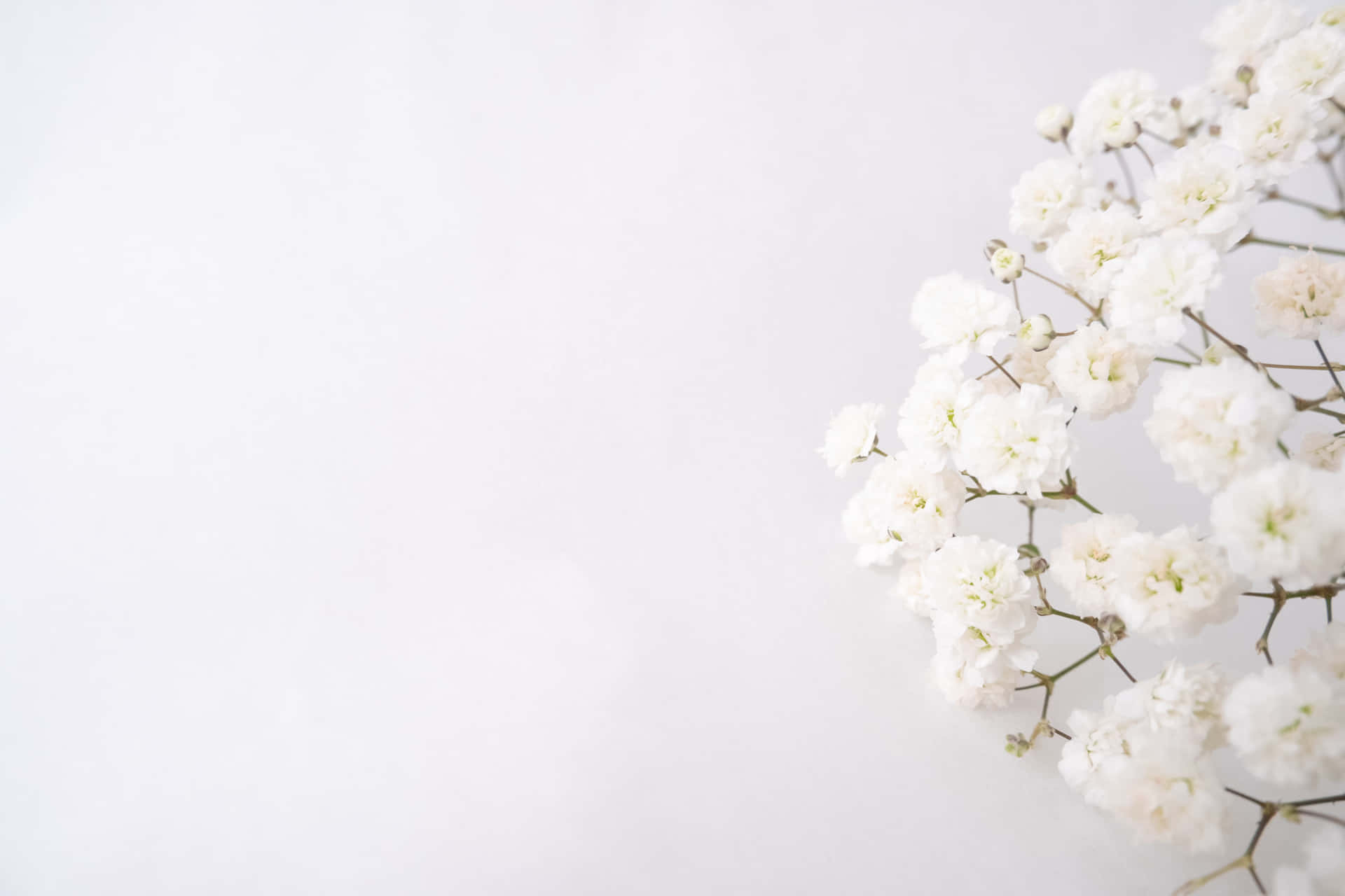White Image Background Cluster Flowers