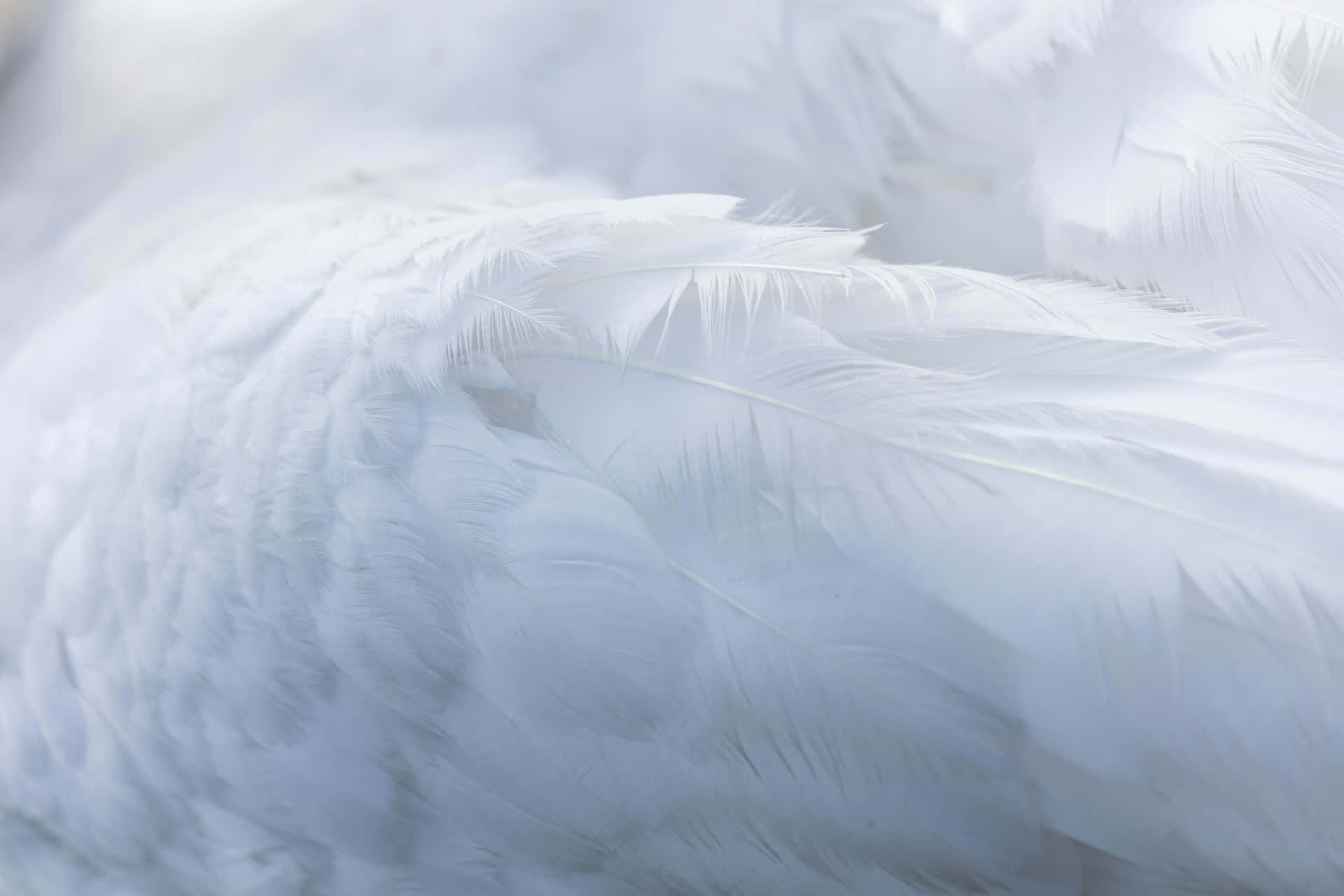 White Image Background Feathers Cluster