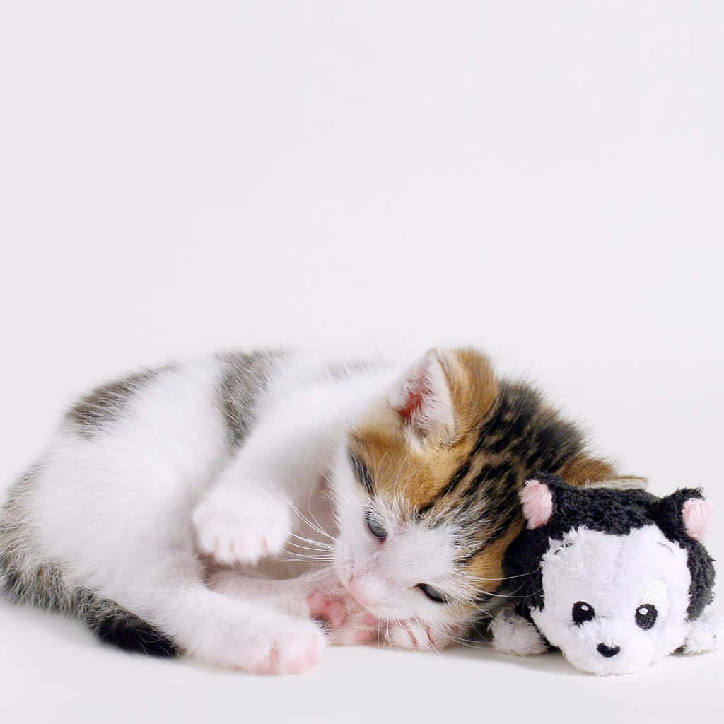 Cute Kitten In White iPad Wallpaper