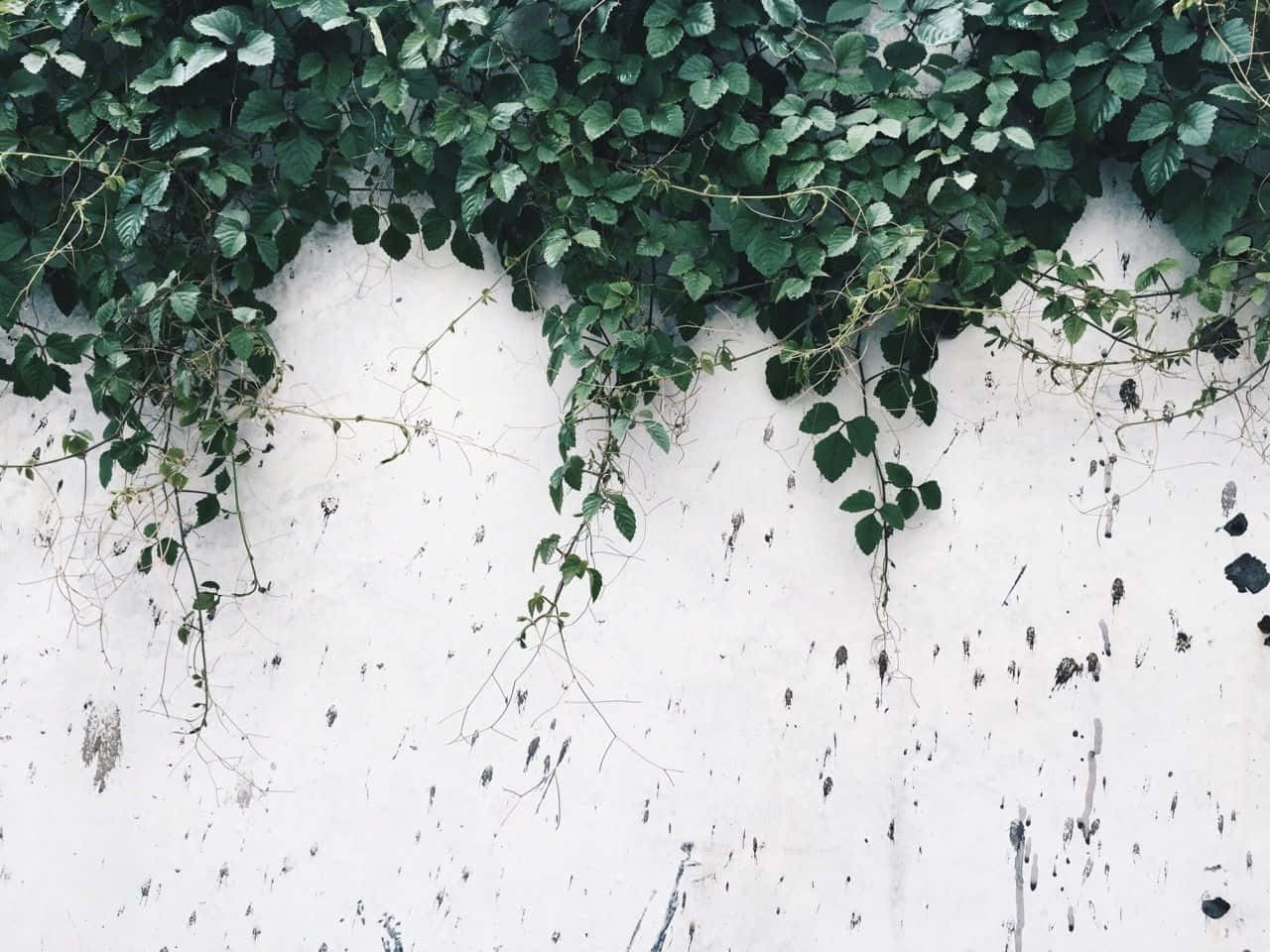 Ivy Growing On A White Wall Wallpaper