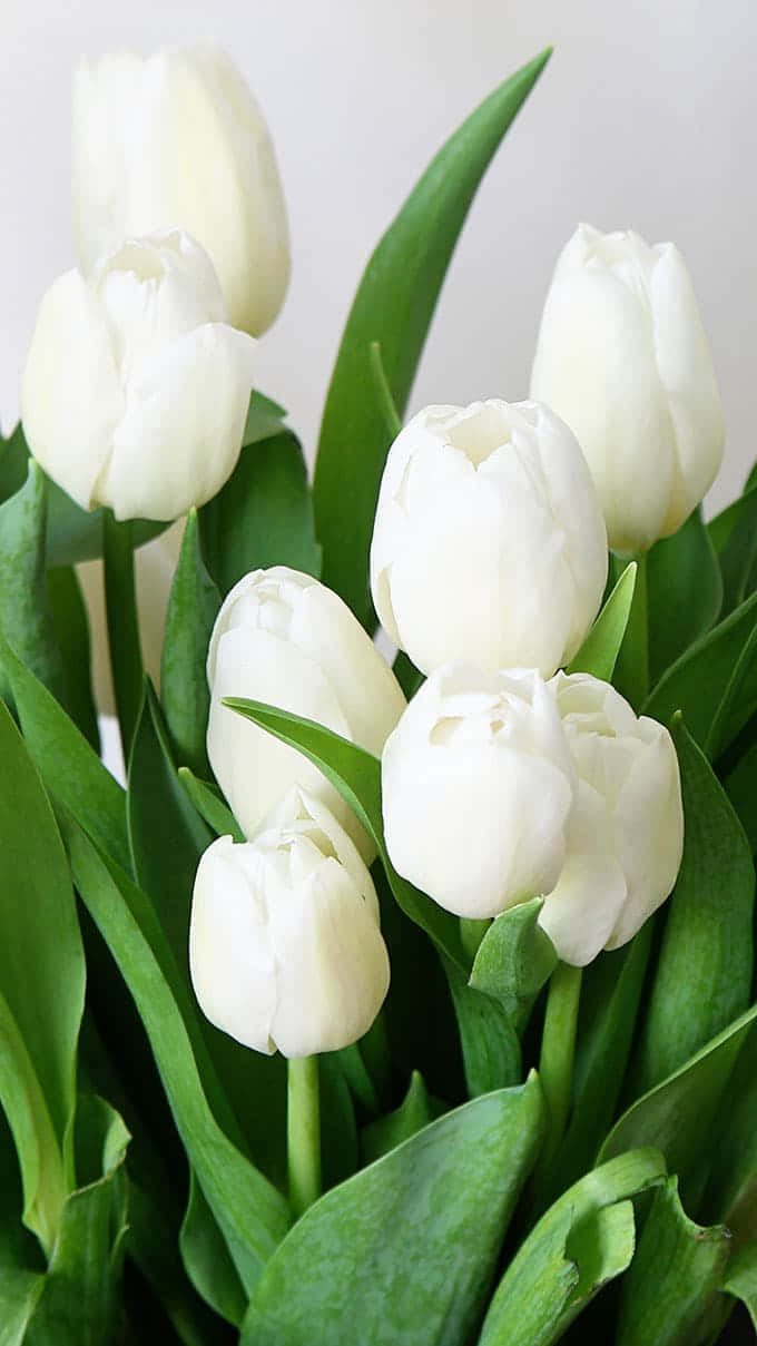 White Tulips In A Vase With Green Leaves