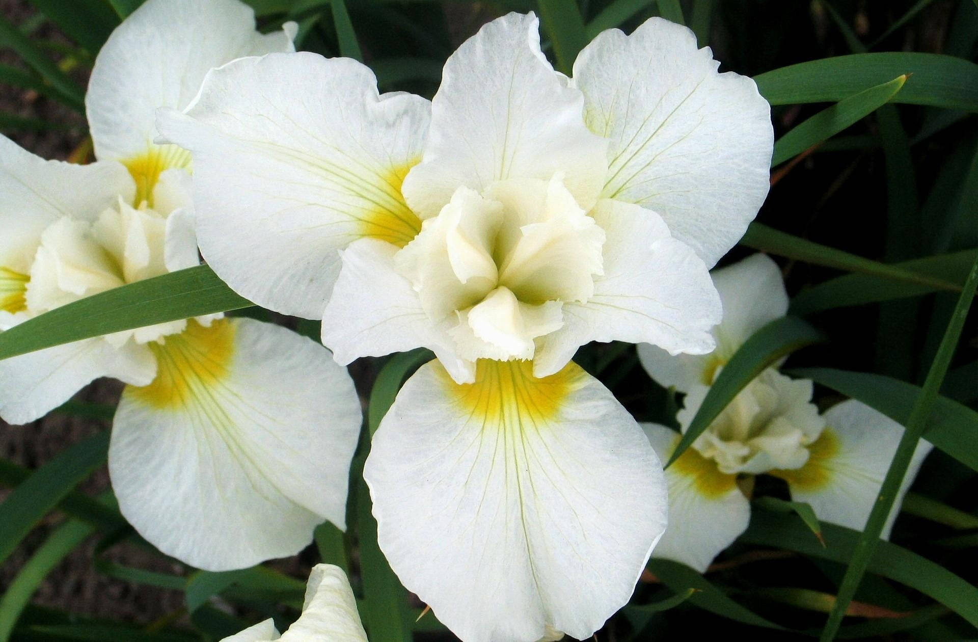 White Iris Flowers