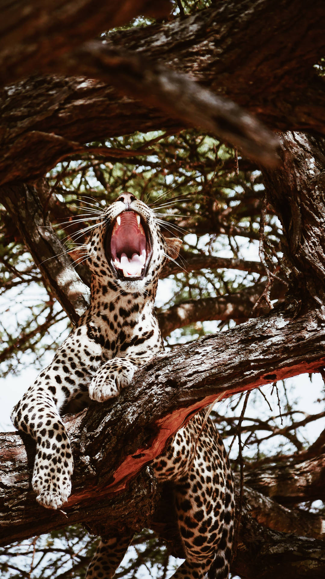 White Jaguar Mouth Background