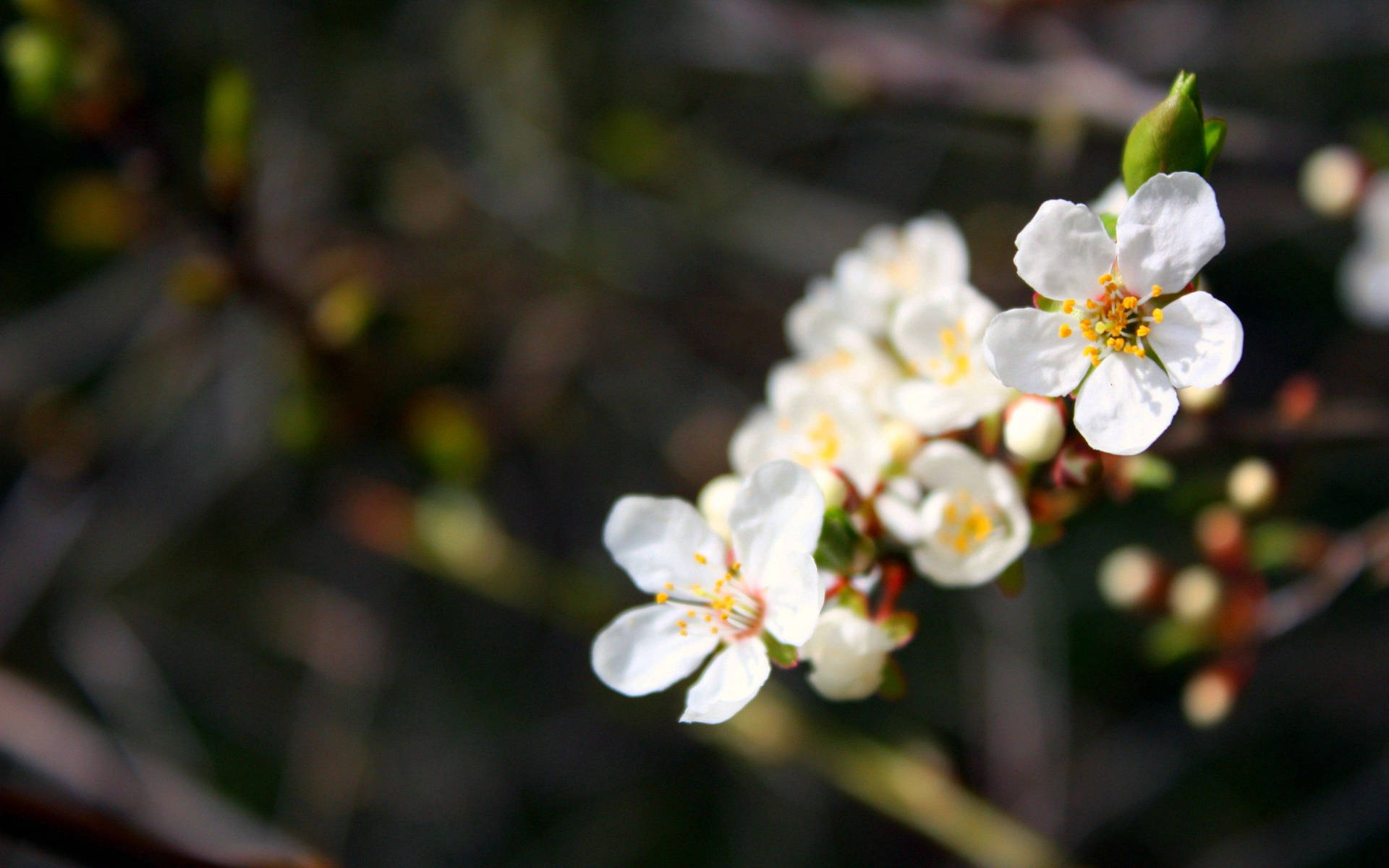 White Japanese Spring Flowers Wallpaper