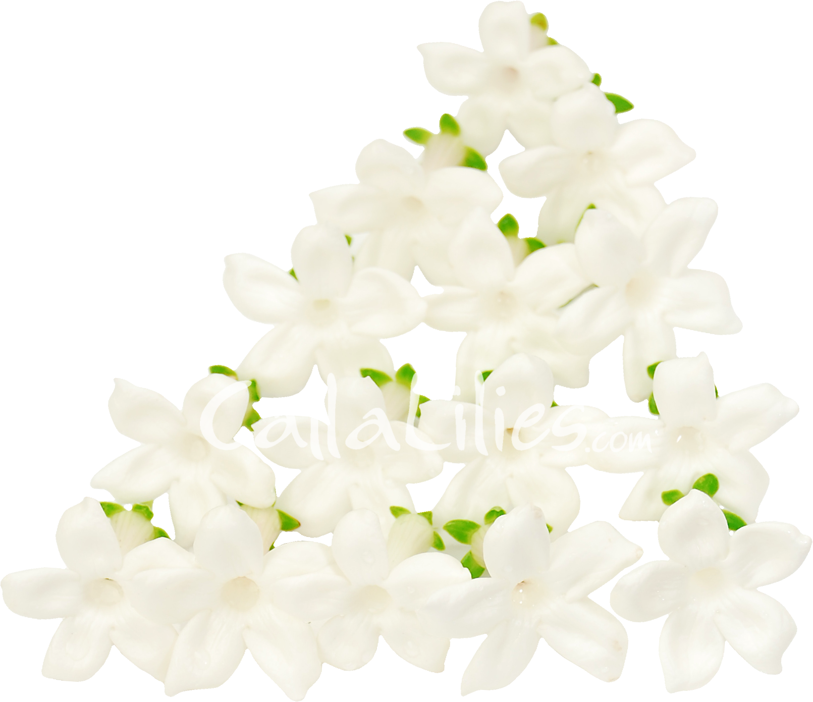 [100+] Jasmine Flower Png Images | Wallpapers.com