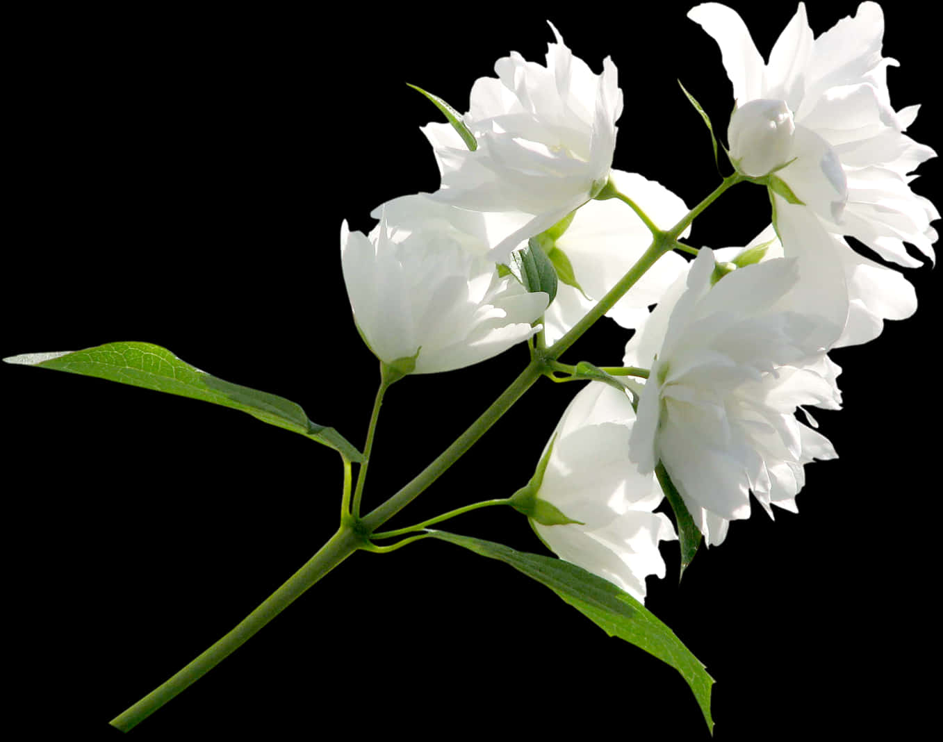 White Jasmine Flowers Black Background PNG