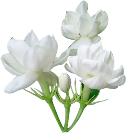 White Jasmine Flowers Isolated Background PNG
