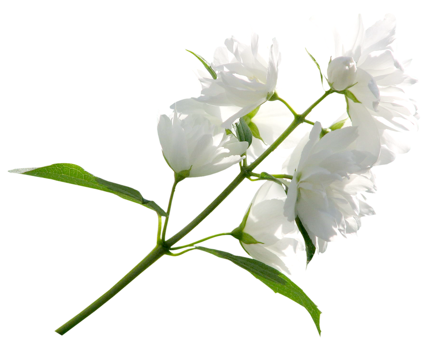 White Jasmine Flowers Transparent Background PNG