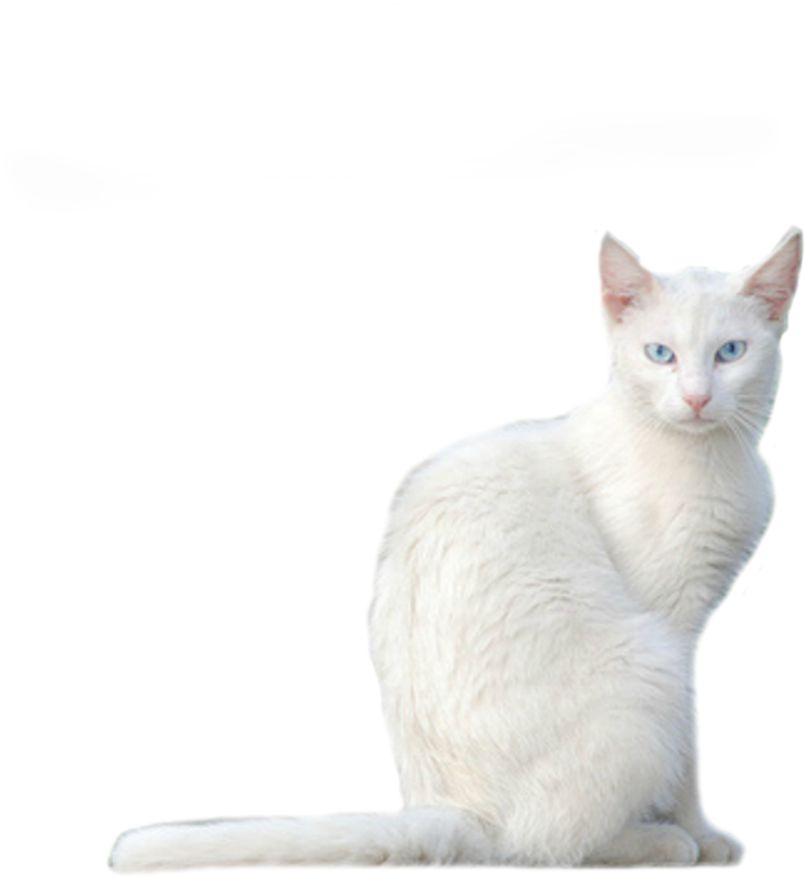 White Kitten Blue Eyes PNG