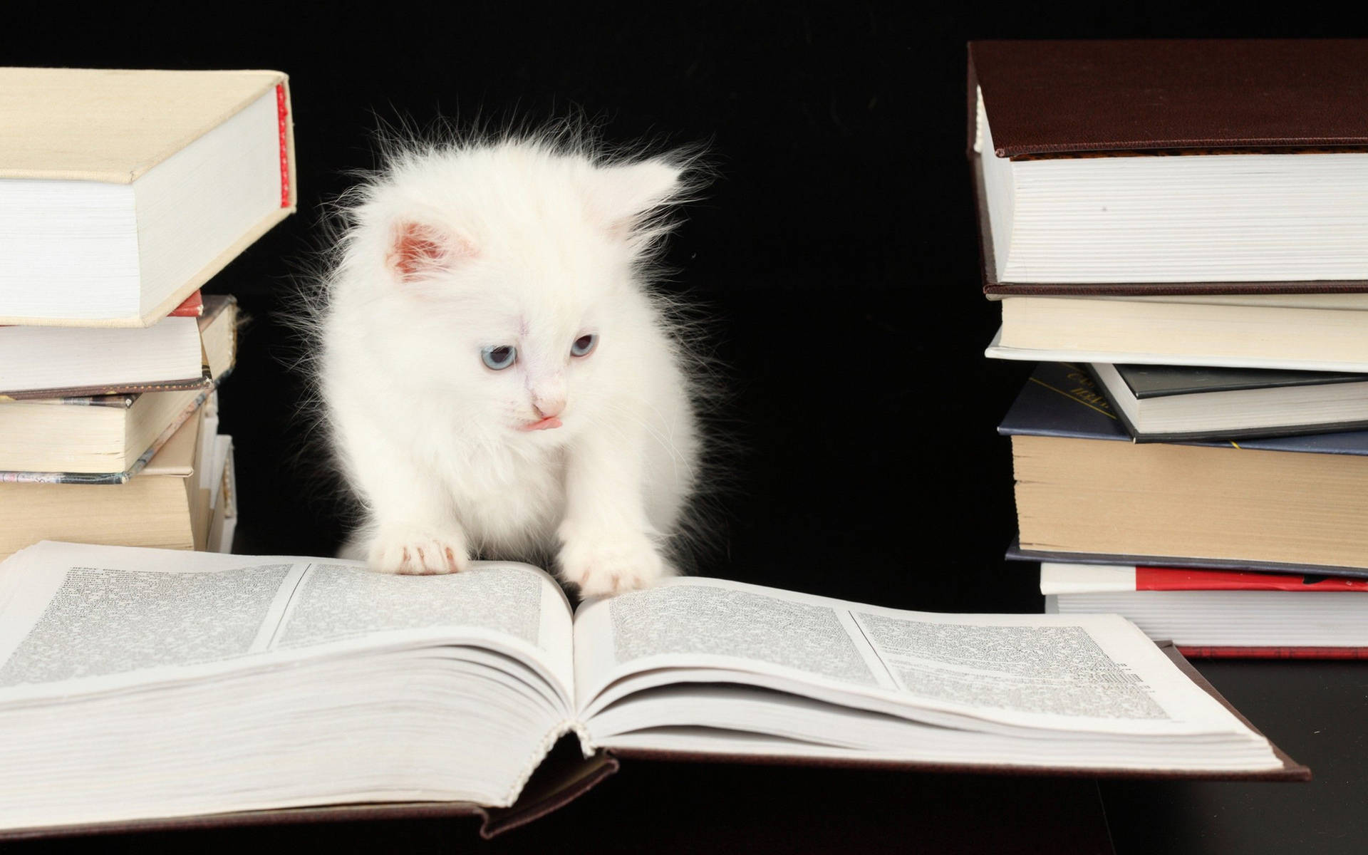 White Kitten Studying Wallpaper