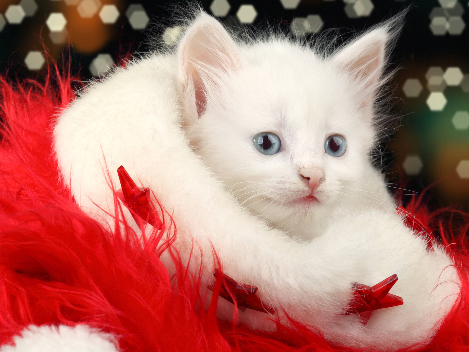 White Kitten With Santa Hat Wallpaper
