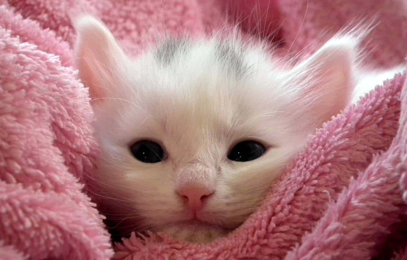 White Kittenin Pink Blanket Wallpaper