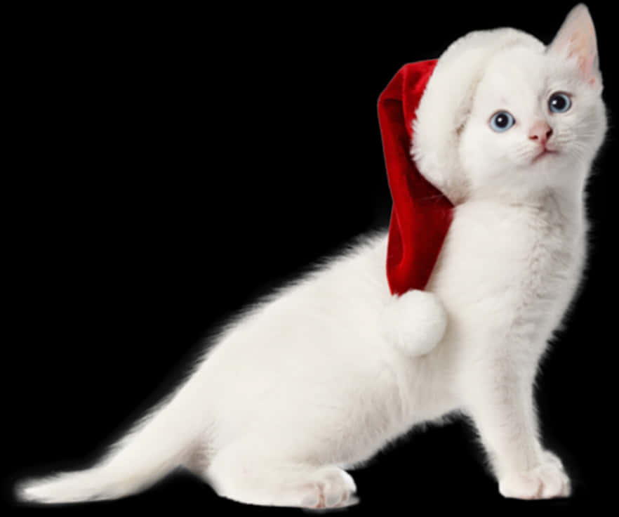 White Kittenin Santa Hat PNG