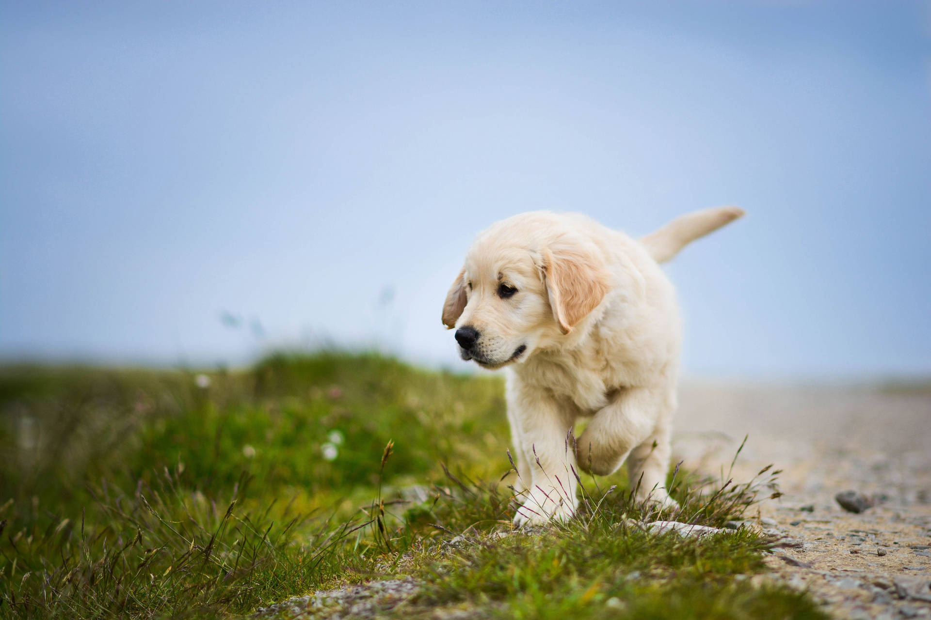 Cachorrode Labrador Blanco Caminando Curiosamente Fondo de pantalla