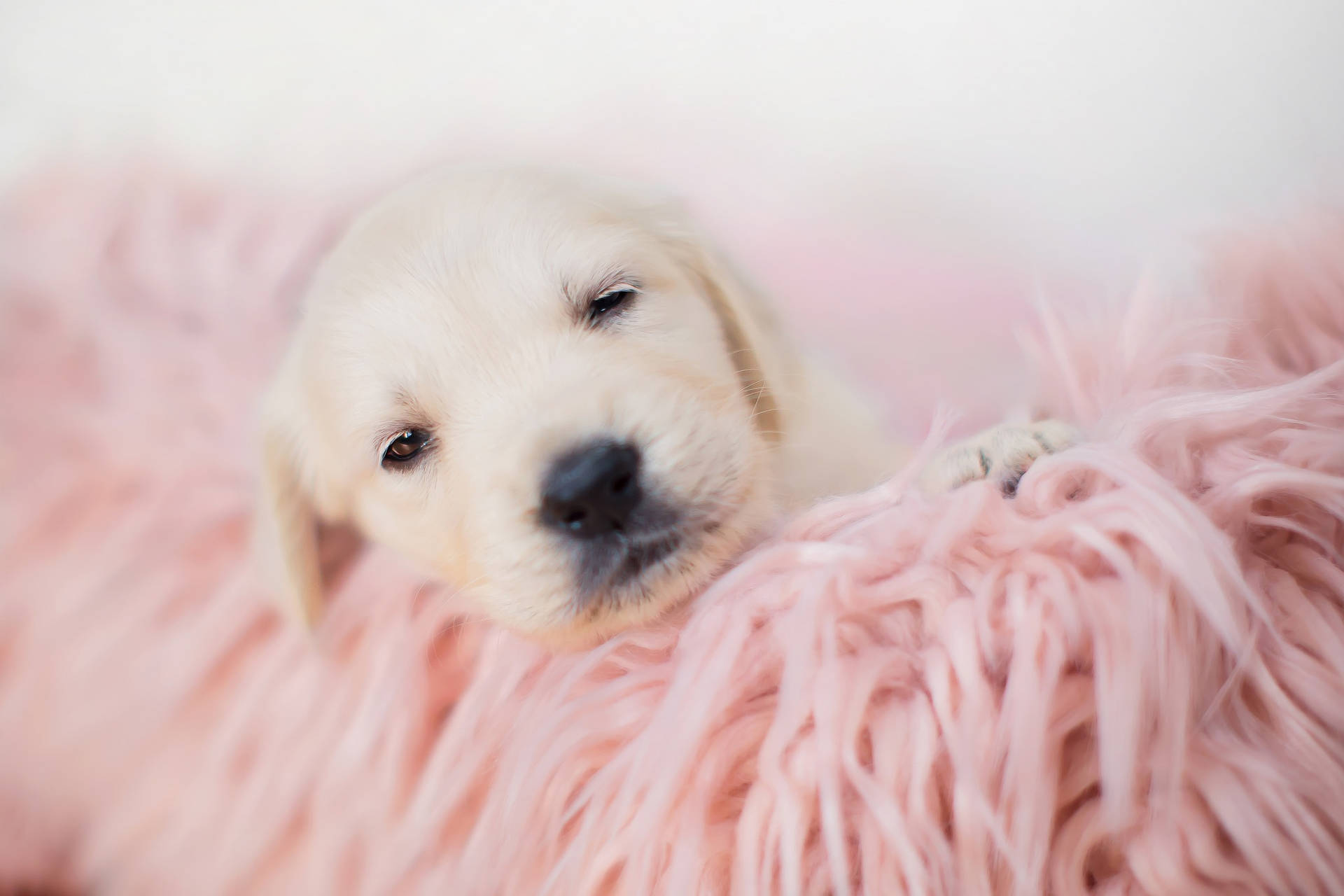 White Labrador Baby Dog Is Tired Wallpaper