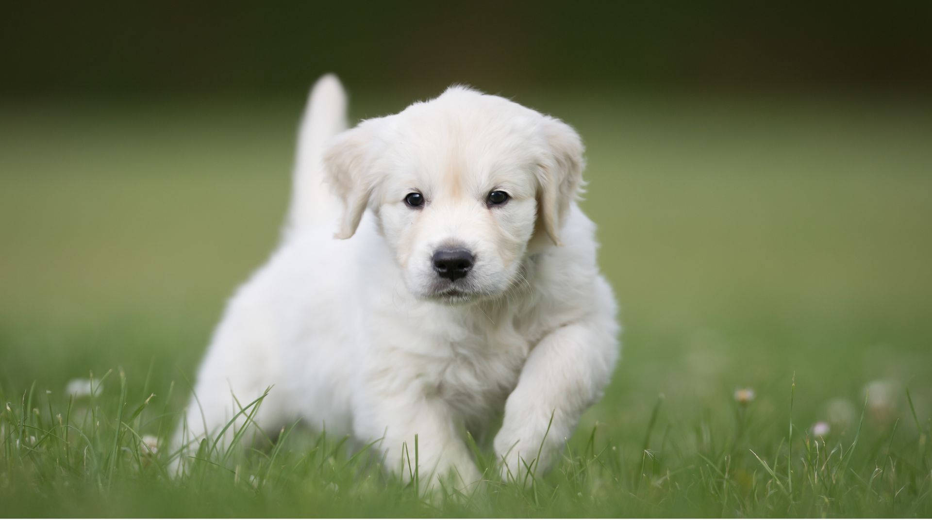 White Labrador Baby Dog Running Background