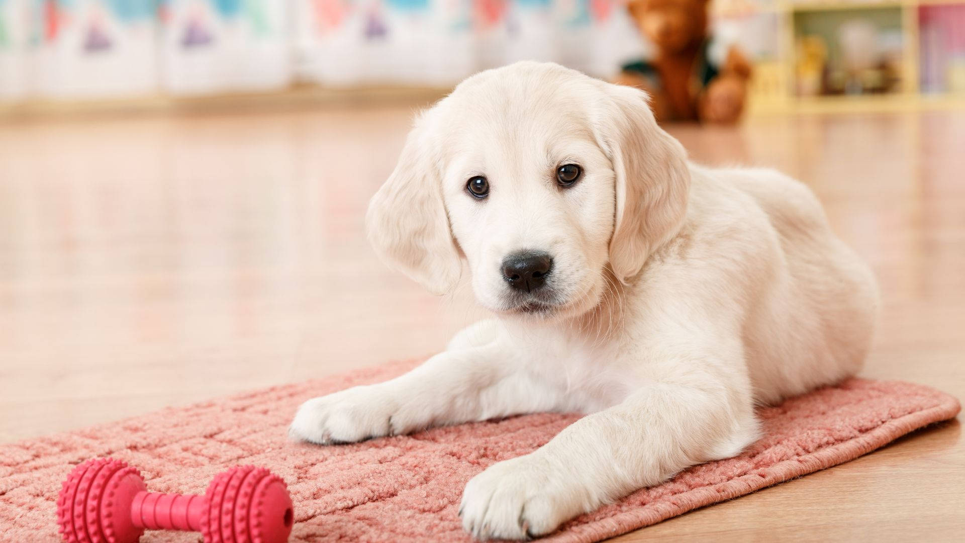 White Labrador Baby Dog With On Red Mat Wallpaper