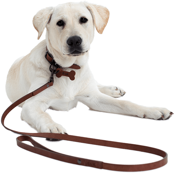 White Labrador Puppy With Leash PNG