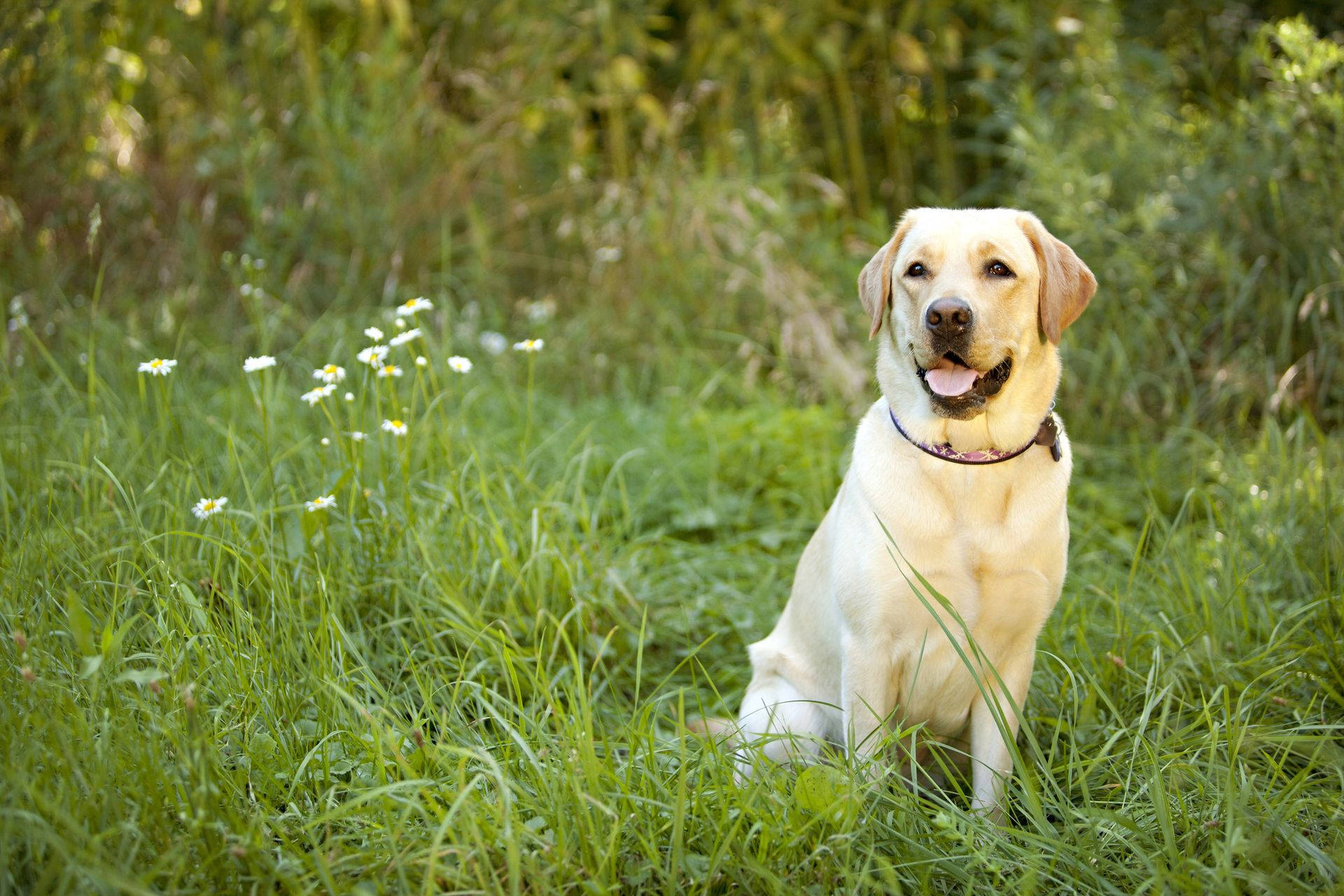Majestic White Labrador Retriever Enjoying Outdoors Wallpaper