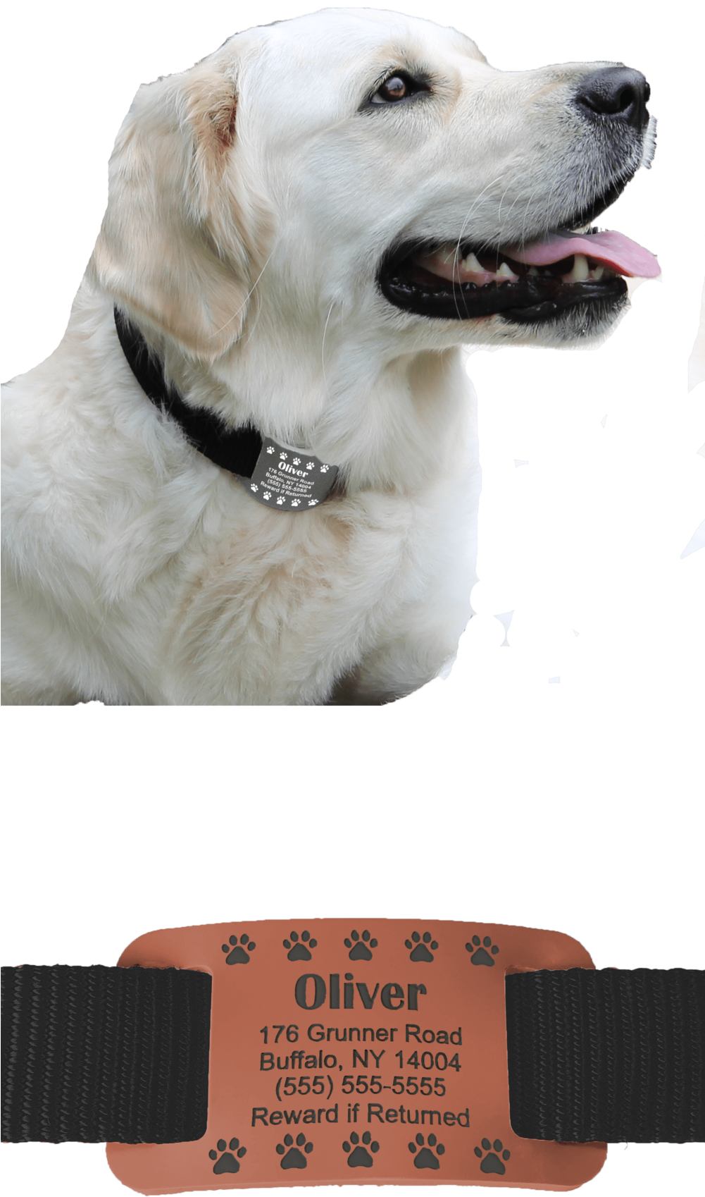 White Labrador With Collarand Tag PNG