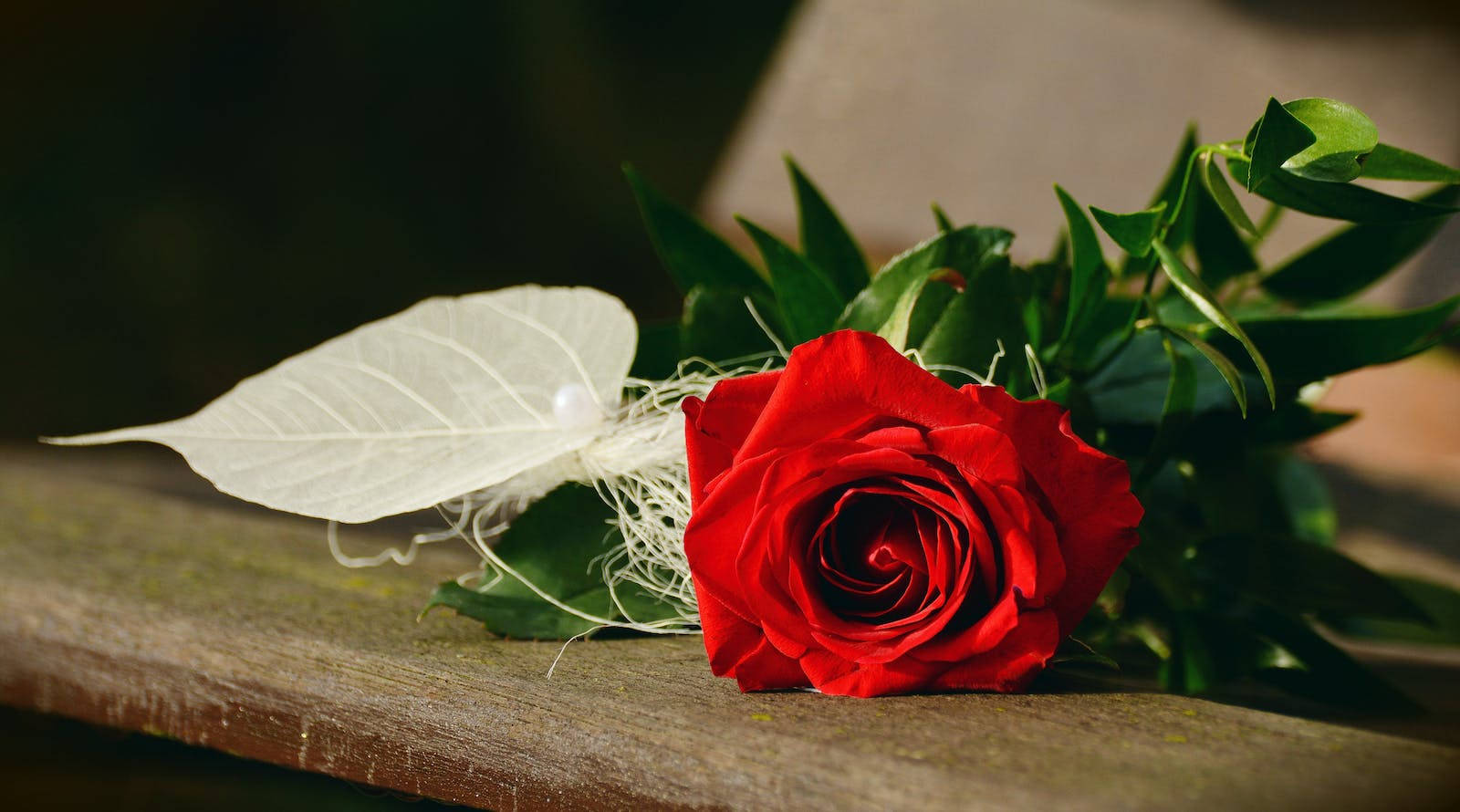 Download White Leaf Red Rose Hd Wallpaper | Wallpapers.com