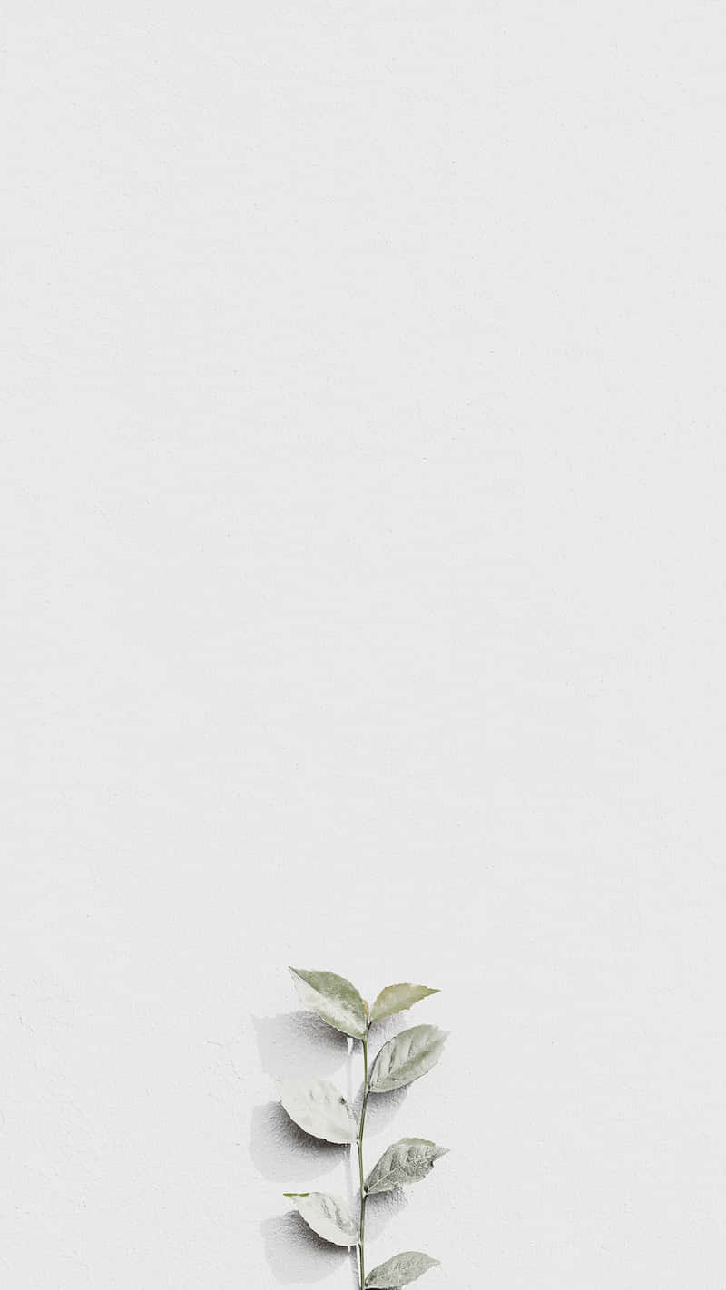 White Leaves For Instagram Stories Wallpaper