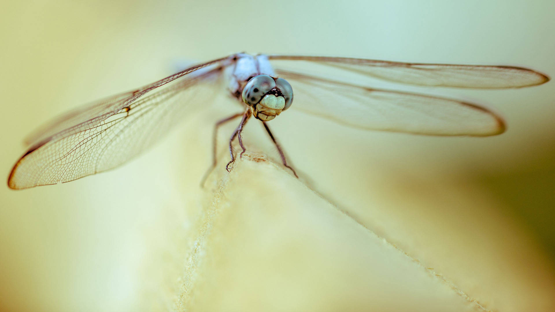 White-legged Dragonfly