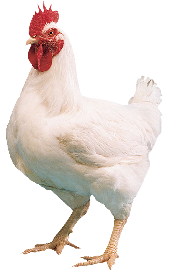 White Leghorn Rooster Standing PNG