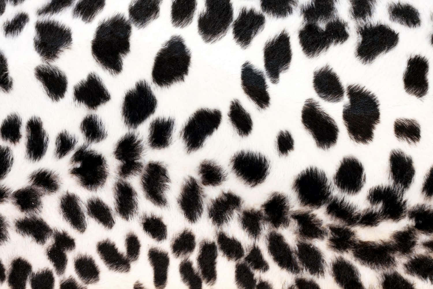 Einekraftvolle Kombination Aus Schwarz Und Weiß Mit Einem Hauch Von Leopardenmuster. Wallpaper