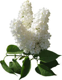 White Lilac Bloom Black Background PNG