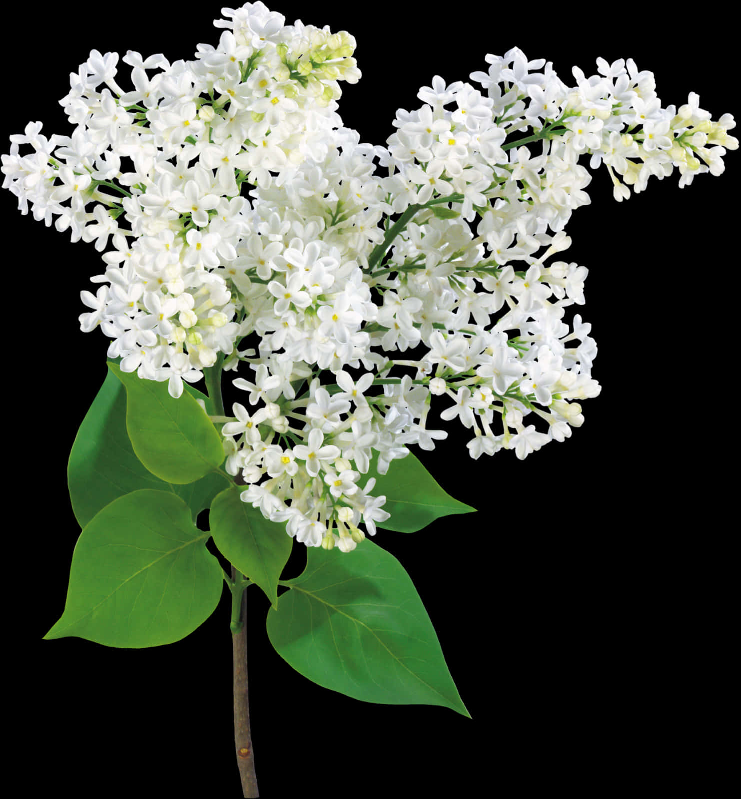 White Lilac Blossoms Black Background PNG