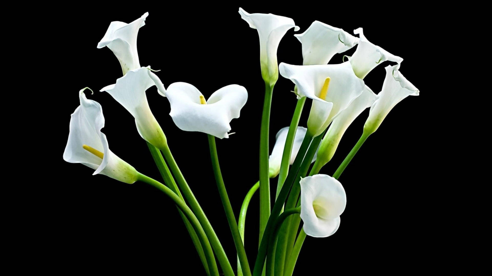 White Lily Blooms Wallpaper